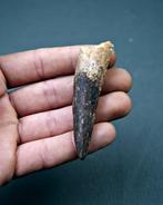 Spinosaurus - Fossiele tand - Spinosaurus aegyptiacus