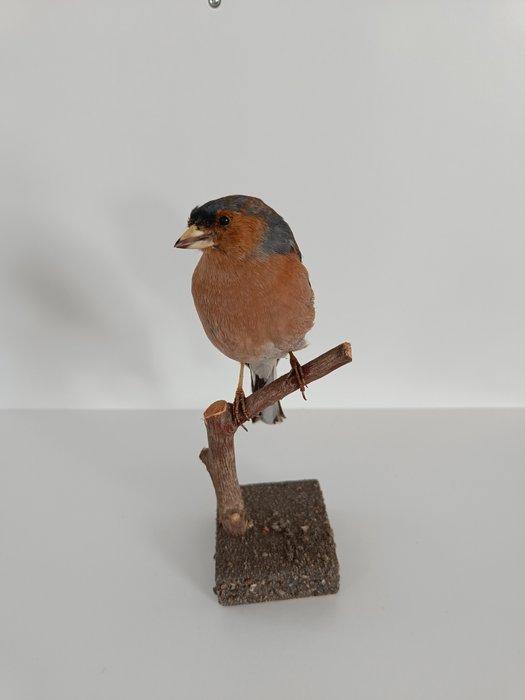 Chaffinch Taxidermie volledige montage - Fringilla coelebs -, Verzamelen, Dierenverzamelingen