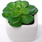 Succulent Groen in Wit Potje 7 cm per stuk
