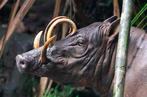 Sooka Interior - Sculpture, Sculpture, Babirusa Skull on a