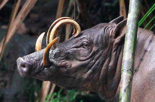 Sooka Interior - Sculpture, Sculpture, Babirusa Skull on a, Antiek en Kunst, Kunst | Designobjecten