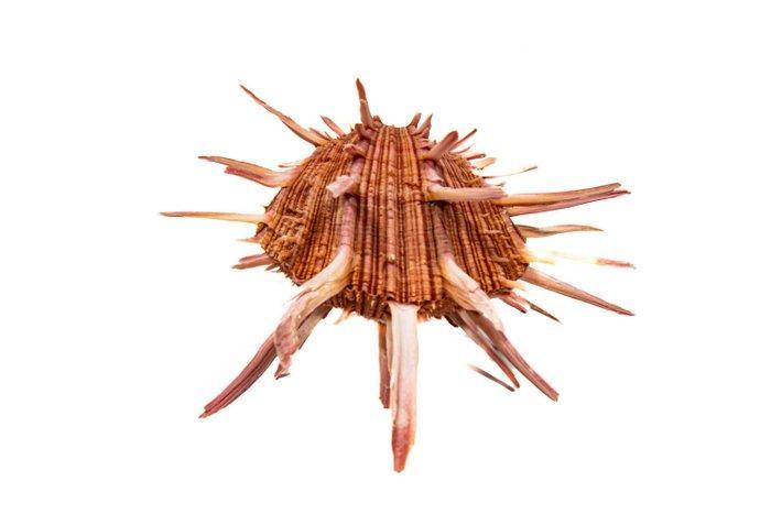 Koninklijke Stachelauster - Monsterformaat - 1e keuze -, Verzamelen, Dierenverzamelingen