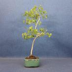 Orchidee-boom bonsai (Bauhinia) - Hoogte (boom): 40 cm -