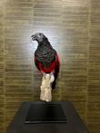 Pesquet Papegaai Taxidermie Opgezette Dieren By Max