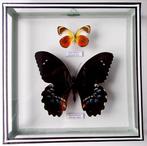 Vlinder Taxidermie volledige montage - Papilio gambrisius, Nieuw