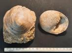 Zeer zeldzame fossiele slak Velates - Gefossiliseerde schelp, Verzamelen