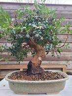 Pistache boom bonsai in mooie bonsai schaal - Hoogte (boom):, Antiek en Kunst