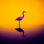 Eric Lespinasse - #13 - Colorful Heron, Collections