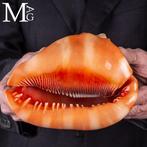 Cypraecassis Rufa: De exotische schelp voor verzamelaars 164, Antiek en Kunst