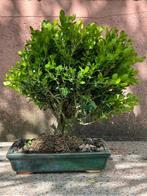 Palmboompje bonsai (Buxus sempervirens) - Hoogte (boom): 37