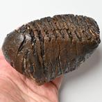 Wolharige mammoet - Fossiele tand - Mammuthus primigenius -, Verzamelen, Mineralen en Fossielen