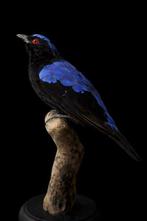 Irène maagd Taxidermie volledige montage - Irena puella - 29, Nieuw