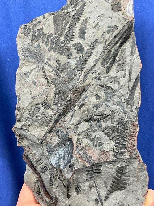 een prachtige matrix met 3D plantfossielen - Gefossiliseerde, Verzamelen, Mineralen en Fossielen