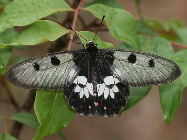 Papillon Support de corps entier pour taxidermie - Ambulyx, Verzamelen, Dierenverzamelingen
