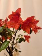 Azalée bonsaï - Hauteur (arbre) : 24 cm - Profondeur (arbre)