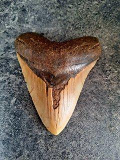 Megalodon - Fossiele tand - Otodus (Carcharocles) megalodon, Verzamelen, Mineralen en Fossielen