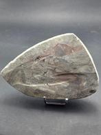 Orthoceras - Gefossiliseerd dier - 11 cm (Zonder