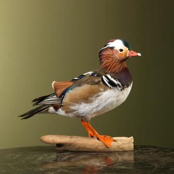 Mandarijneend Taxidermie Opgezette Dieren By Max, Ophalen of Verzenden, Opgezet dier