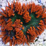 Epicystis Crucifer (Rood met Groen center) (Ong. 5 cm), Dieren en Toebehoren