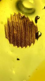 Barnsteen - feather - 17 mm - 11 mm, Verzamelen, Mineralen en Fossielen