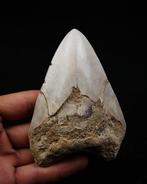 Mégalodon - Dent fossile - Otodus Megalodon, Verzamelen
