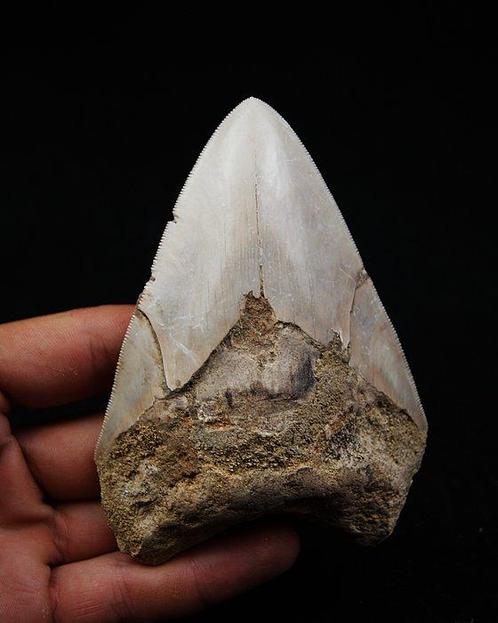 Mégalodon - Dent fossile - Otodus Megalodon, Verzamelen, Mineralen en Fossielen