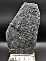 Widak - Gefossiliseerde plant - Lepidodendron obovatum