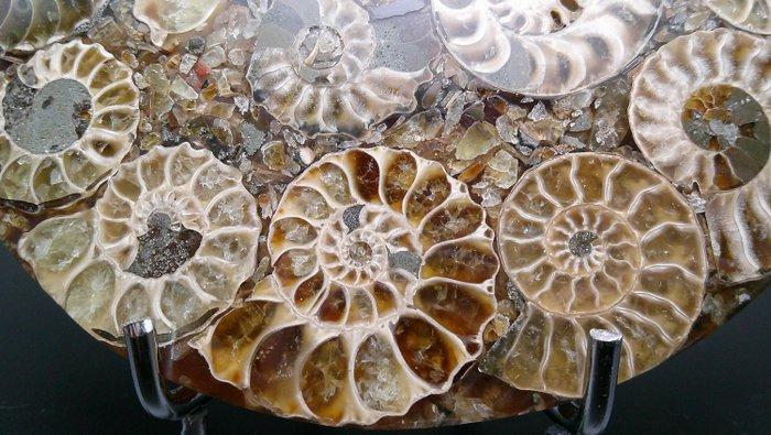 Ammoniet - Gefossiliseerde schelp - Cleoniceras sp. - 11.2, Verzamelen, Mineralen en Fossielen