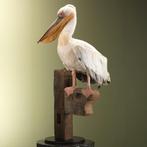 Roze Pelikaan Taxidermie Opgezette Dieren By Max, Verzamelen, Ophalen of Verzenden, Nieuw, Vogel, Opgezet dier