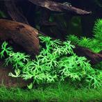 Ranunculus papulentus - In Vitro, Animaux & Accessoires, Poissons | Aquariums & Accessoires, Verzenden