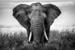 Cuba -New York -Paris -Olifant -Old Timer Foto Art op glass
