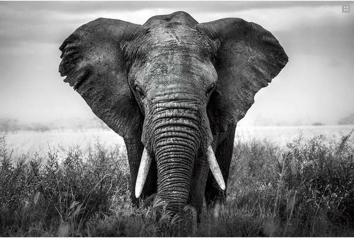 Cuba -New York -Paris -Olifant -Old Timer Foto Art op glass, Huis en Inrichting, Woonaccessoires | Wanddecoraties, Ophalen of Verzenden