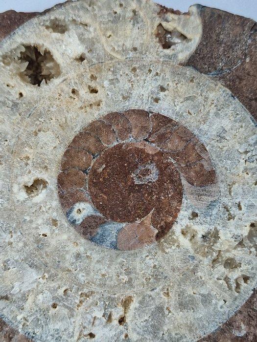 Ammoniet - Gefossiliseerde schelp - Aioloceras (Cleoniceras), Verzamelen, Mineralen en Fossielen