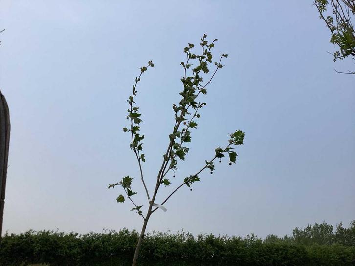 Sierboom - Plantaan (x1), Jardin & Terrasse, Plantes | Arbres