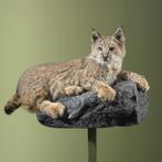 Bobcat Rode Lynx Taxidermie Opgezette Dieren By Max, Ophalen of Verzenden, Opgezet dier
