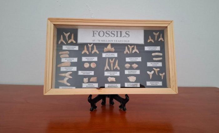Haai - Fossiele tanden - Enchodus corax globidens Otodus -, Verzamelen, Mineralen en Fossielen
