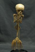 Mermaid Skeleton Skelet - - - 24 cm - 7 cm - 8 cm, Antiek en Kunst
