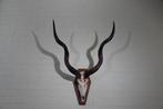 Greater Kudu Schedel - Tragelaphus strepsiceros - 50 cm -, Nieuw