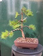 Den bonsai (Pinus) - Hoogte (boom): 27 cm - Diepte (boom):