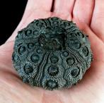 Indrukwekkende zee-egel! - Uitzonderlijke grootte voor deze