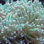 Euphyllia Glabrescens Groen / Licht Groene tips (1 kop), Dieren en Toebehoren