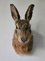 Lièvre Support dépaule pour taxidermie - lepus europeaus -, Antiquités & Art