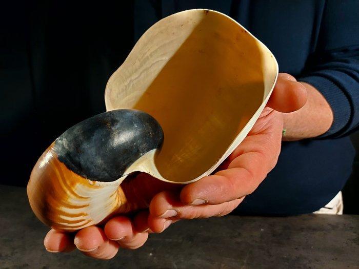 zeer zeldzaam nautilus Taxidermie volledige montage -, Verzamelen, Dierenverzamelingen