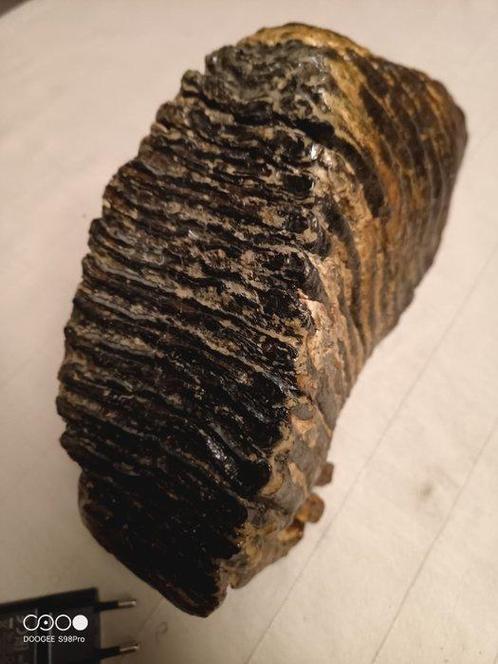 Wolharige mammoet - Fossiele tand - Kies van wolharige, Verzamelen, Mineralen en Fossielen