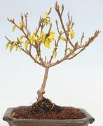 Forsythia bonsai in bonsaischaal - Hoogte (boom): 19 cm -