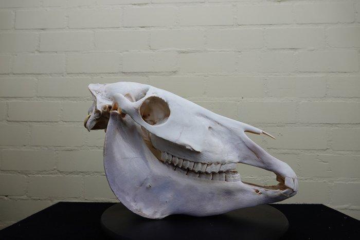 Steppezebra Schedel - Equus quagga - 0 cm - 45 cm - 0 cm-, Verzamelen, Dierenverzamelingen