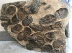 Fossiel - Fossiel skelet - Asaphus sp - 5 cm - 72 cm