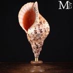 Tritons – Schelpen van de Charonia-geslacht Charonia, Verzamelen, Nieuw