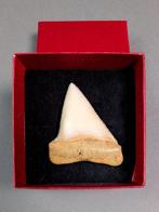 Witte haai Tand - Carcharodon carcharias - 4.4 cm - 0.7 cm -, Verzamelen, Nieuw