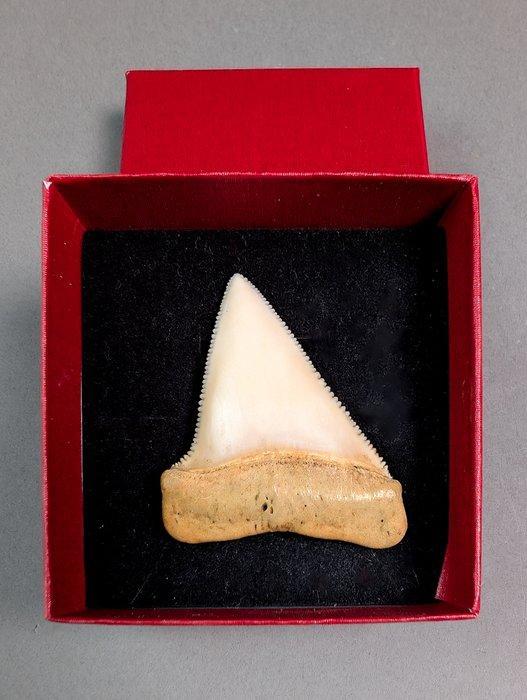 Witte haai Tand - Carcharodon carcharias - 4.4 cm - 0.7 cm -, Verzamelen, Dierenverzamelingen